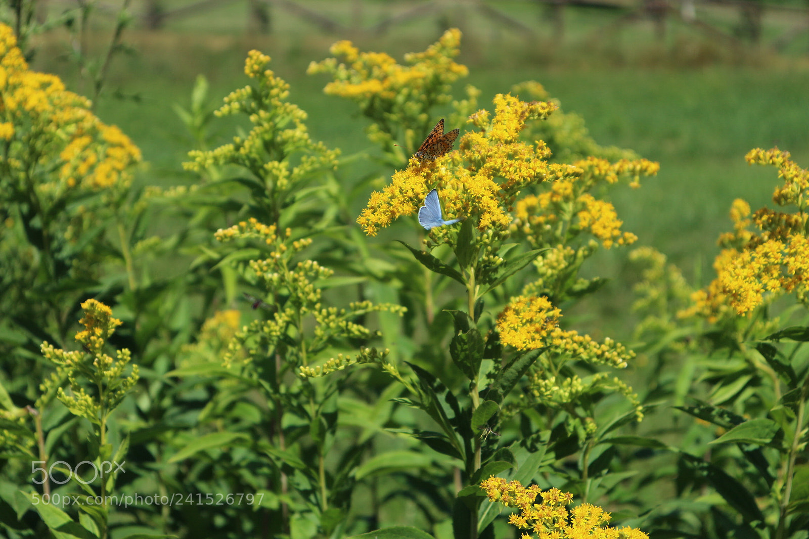 Canon EOS M10 sample photo. Life photography
