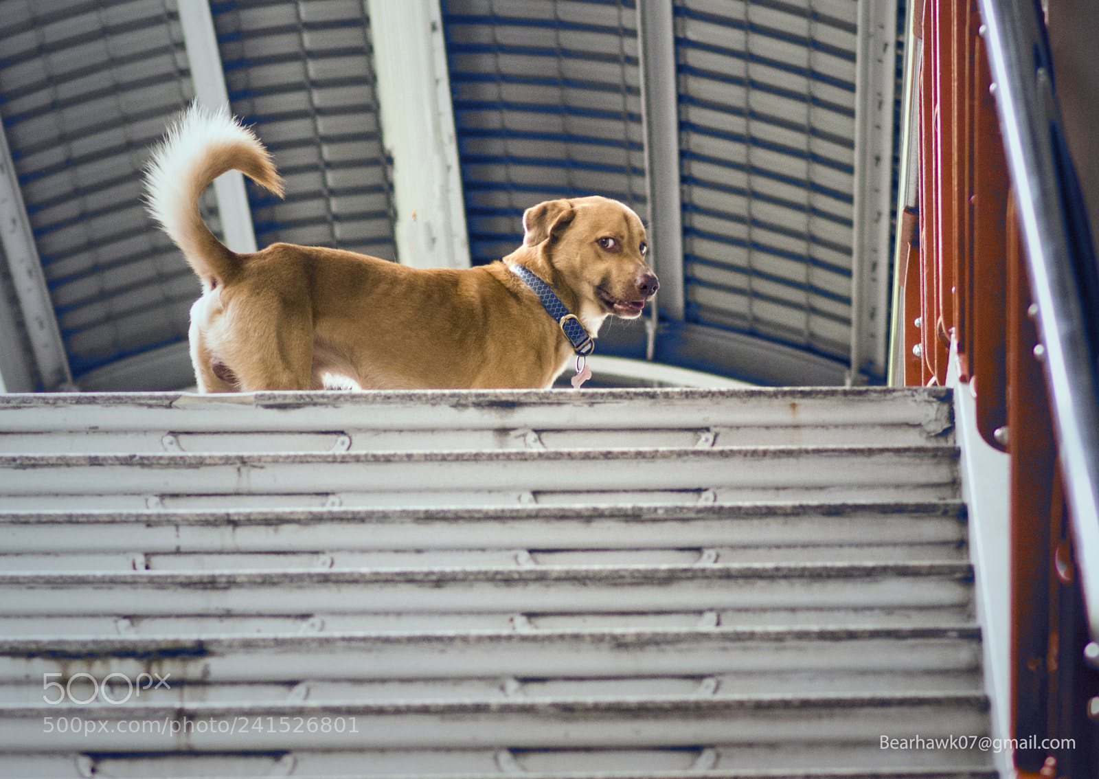 Nikon D7200 sample photo. Copy photography