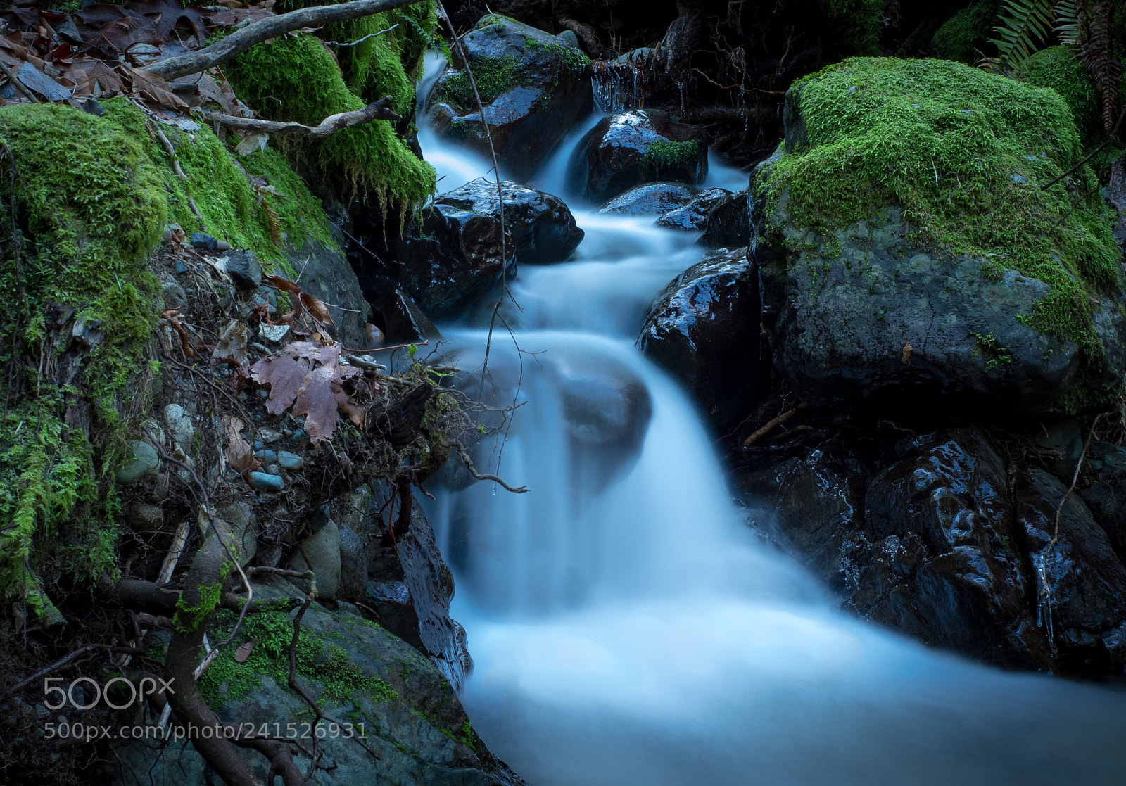 Olympus OM-D E-M1 sample photo. Brook at dosewallips photography