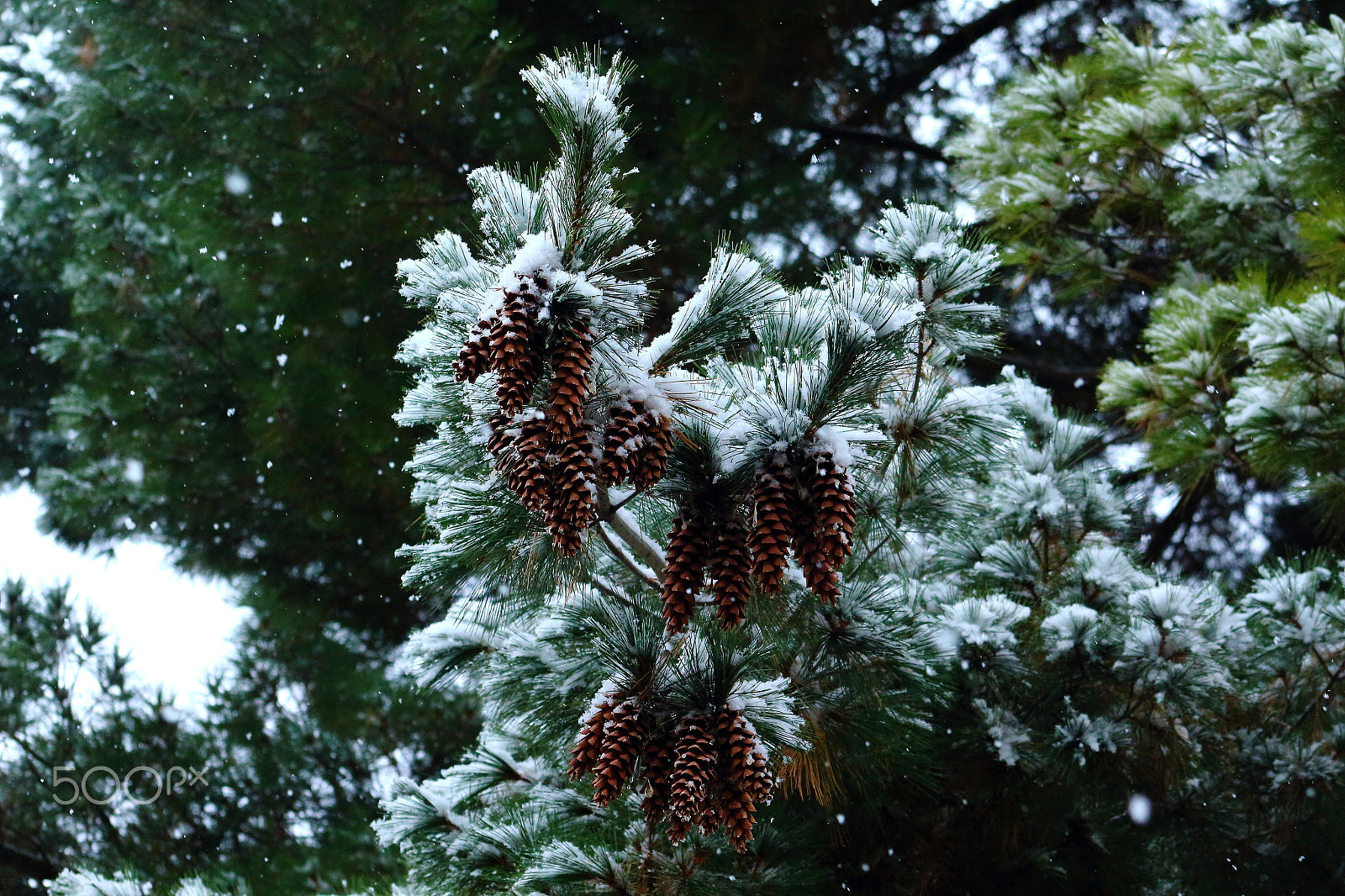 Canon EF 75-300mm f/4-5.6 USM sample photo. Cones photography