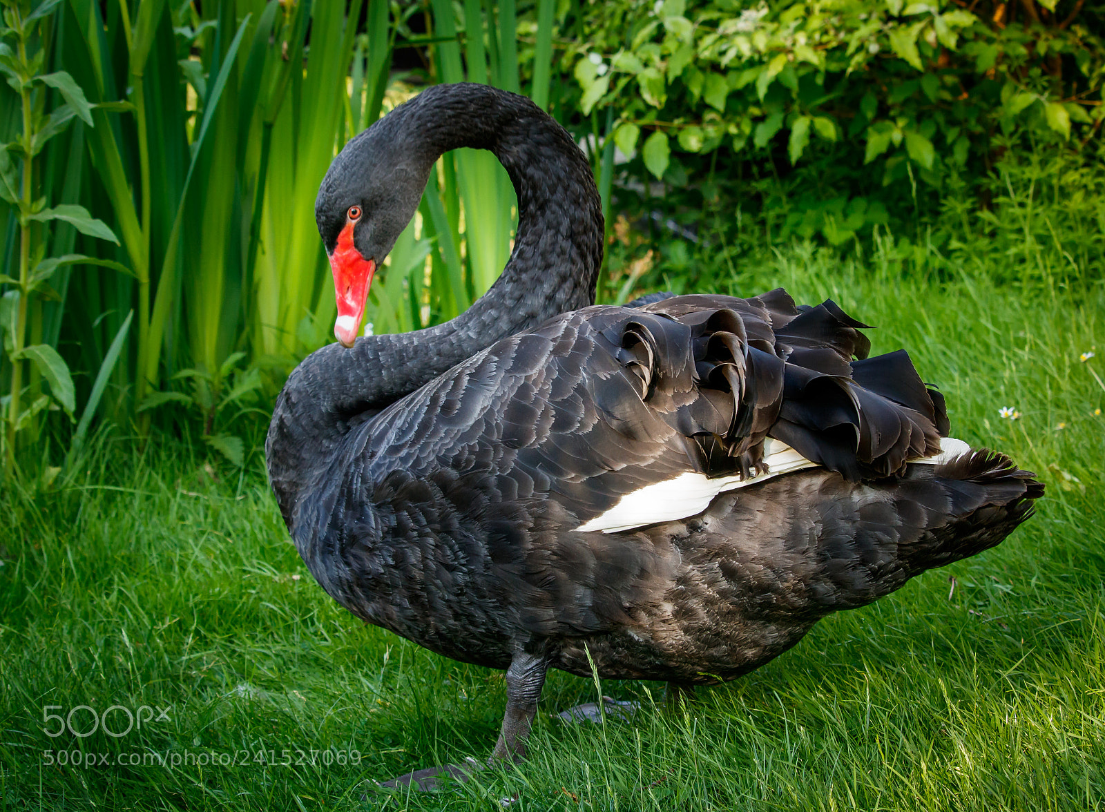 Canon EOS 750D (EOS Rebel T6i / EOS Kiss X8i) sample photo. Black swan photography