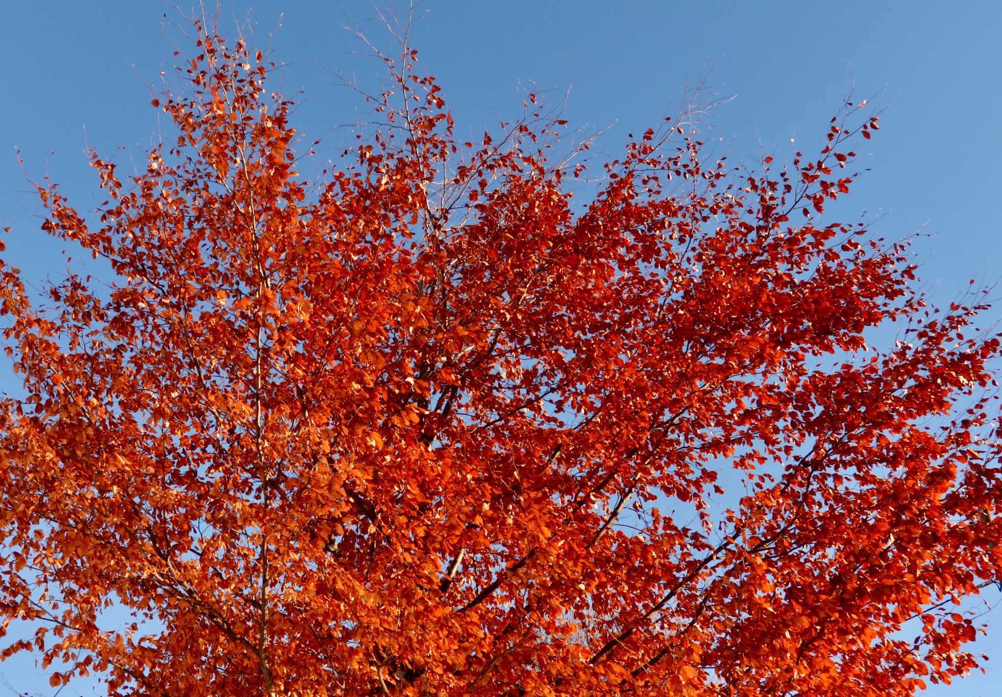 Canon XC10 sample photo. Red and blue photography