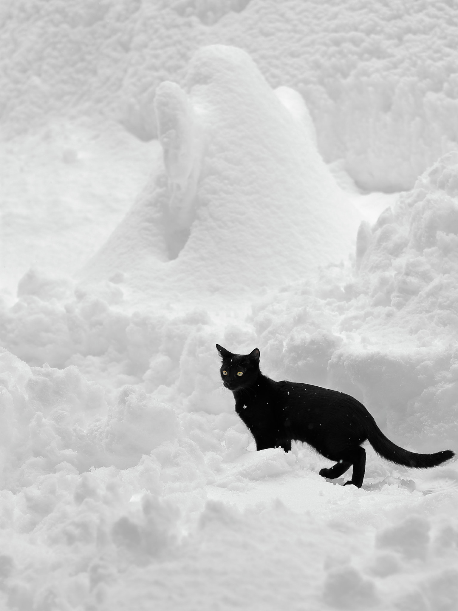 Canon EOS 450D (EOS Rebel XSi / EOS Kiss X2) + Canon EF 50mm F1.4 USM sample photo. Black cat & white snow photography