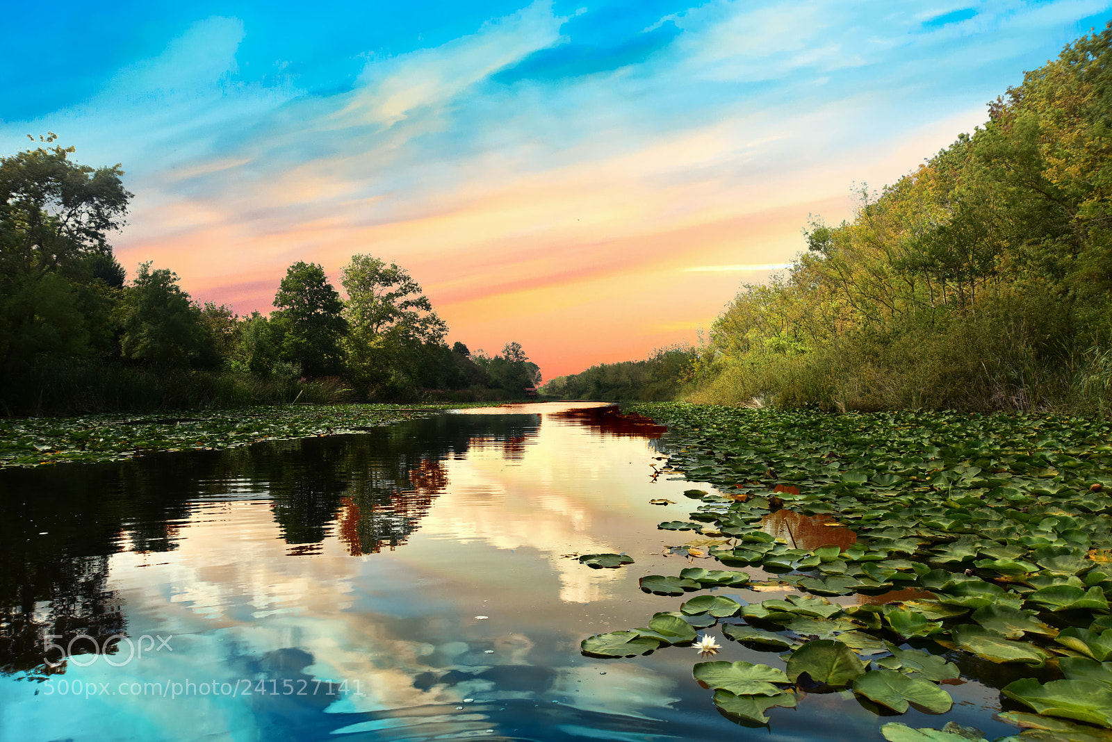 Nikon D810 sample photo. Rainforest reflection photography
