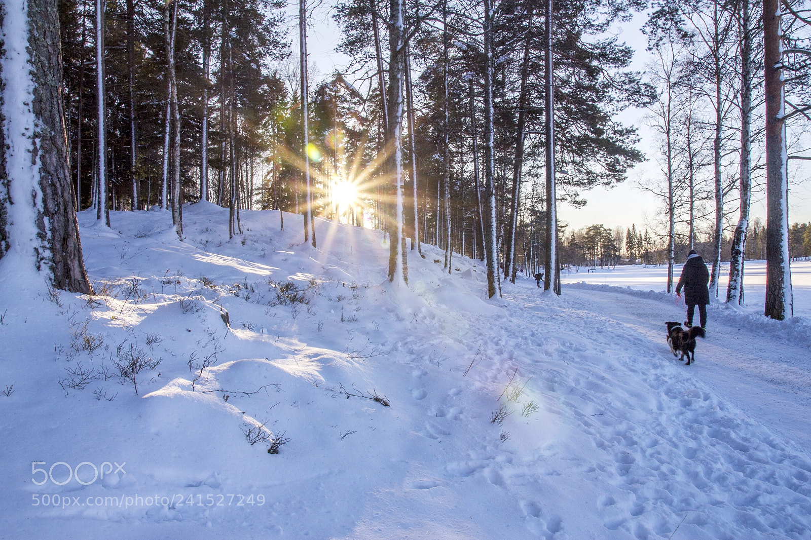 Canon EOS 60D sample photo. Winter forest photography