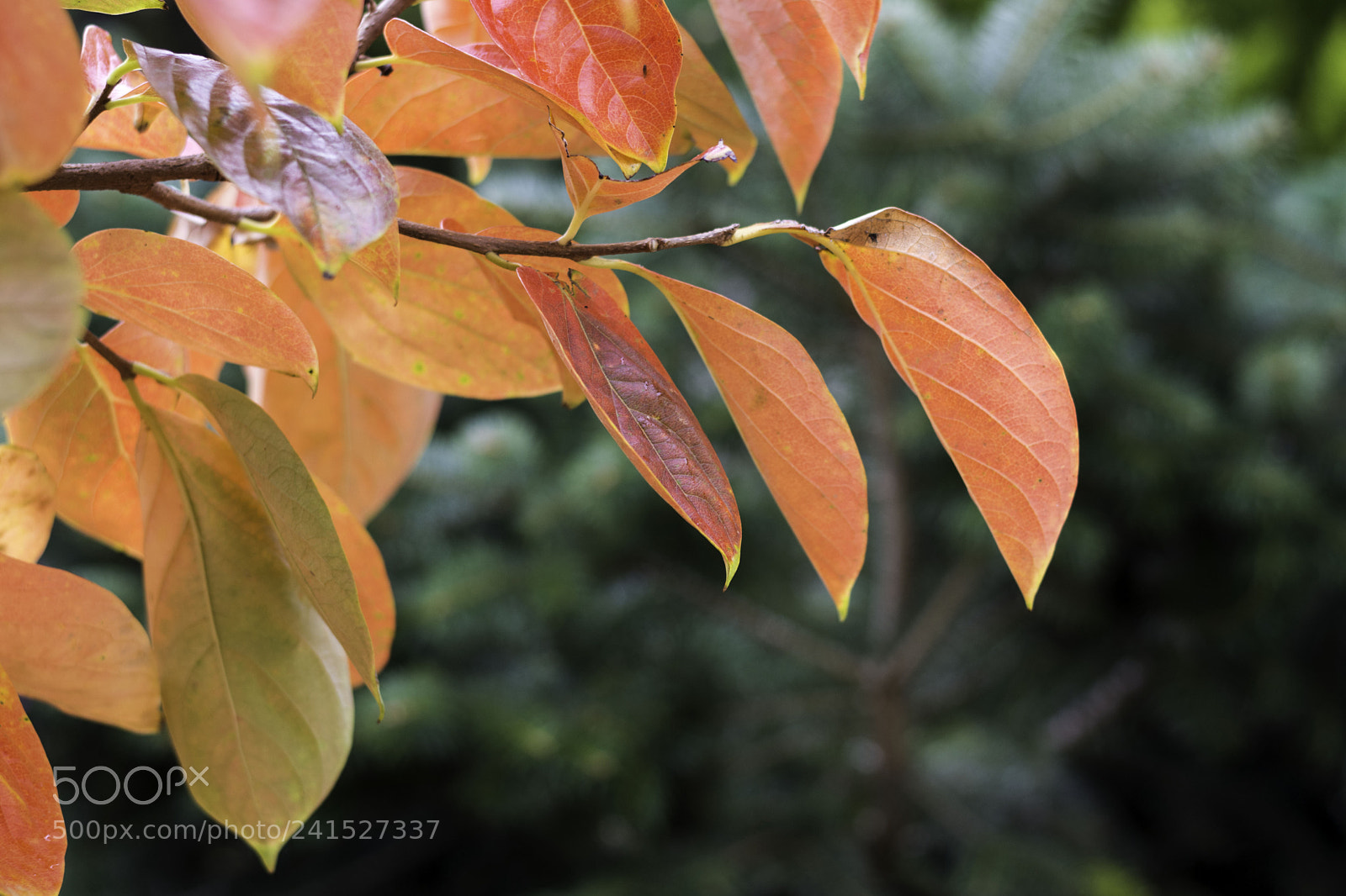 Nikon D7200 sample photo. Contraste photography
