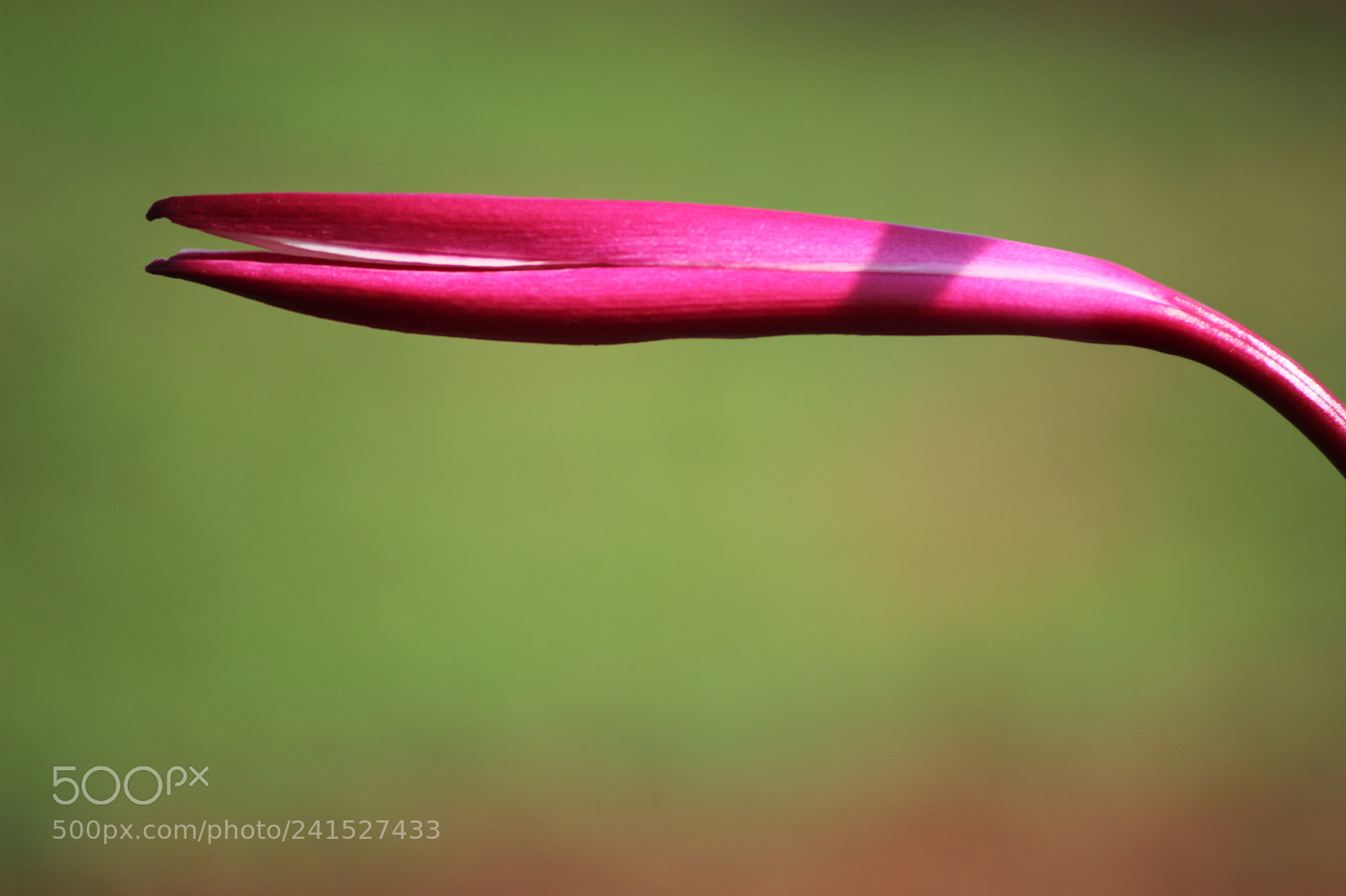 Canon EF-S 55-250mm F4-5.6 IS II sample photo. Before birth photography