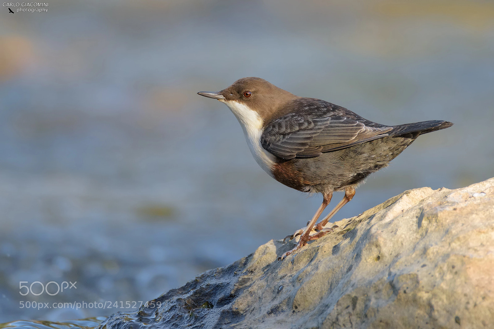 Nikon D810 sample photo. Dipper photography