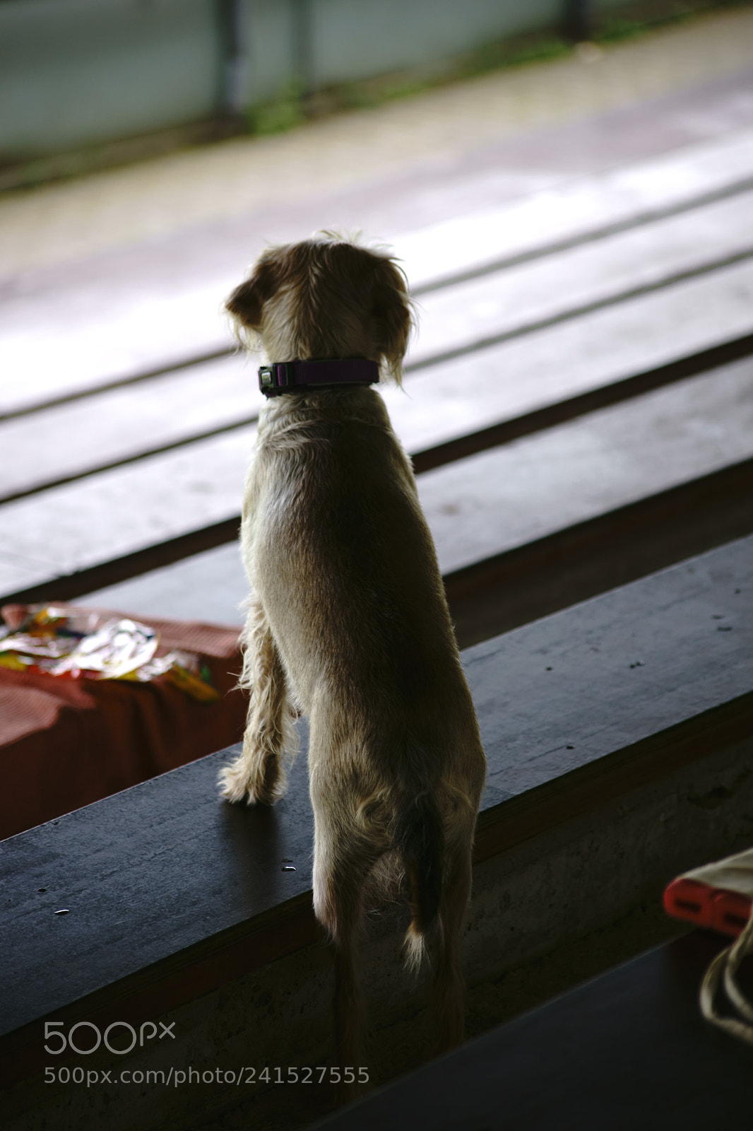 Sony a7 II sample photo. Cute dog is watching photography