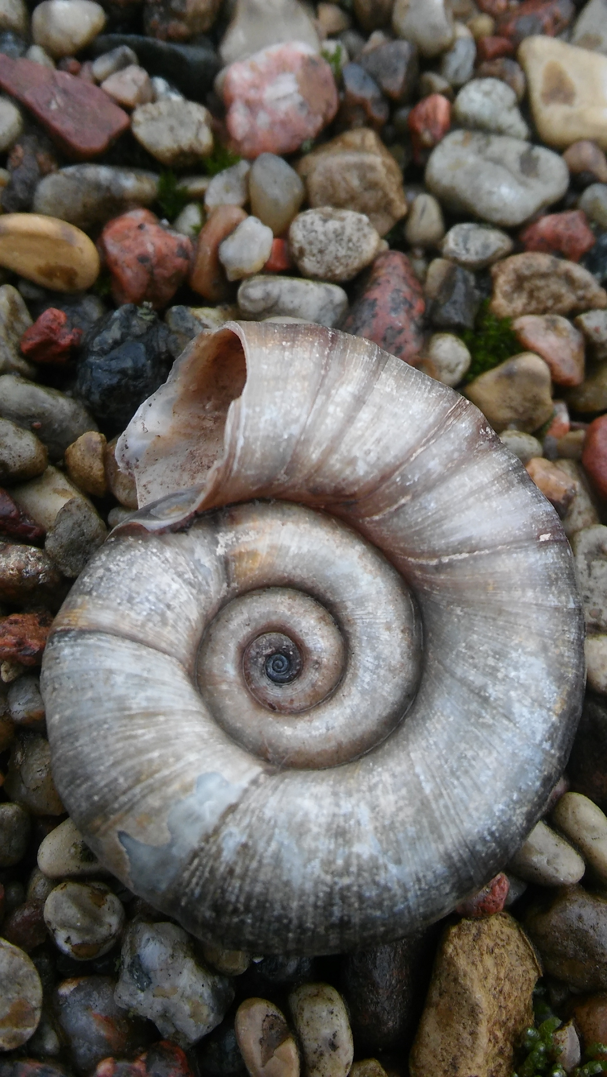 LG SPIRIT 4G LTE sample photo. Snail shell photography
