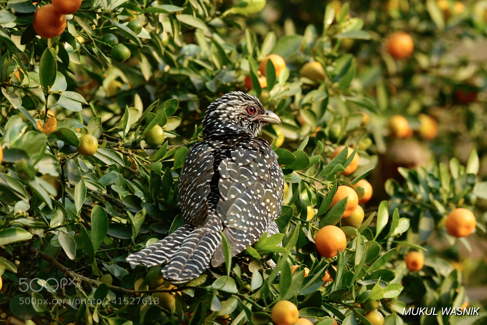 Nikon D500 sample photo. Koel female at delhi photography