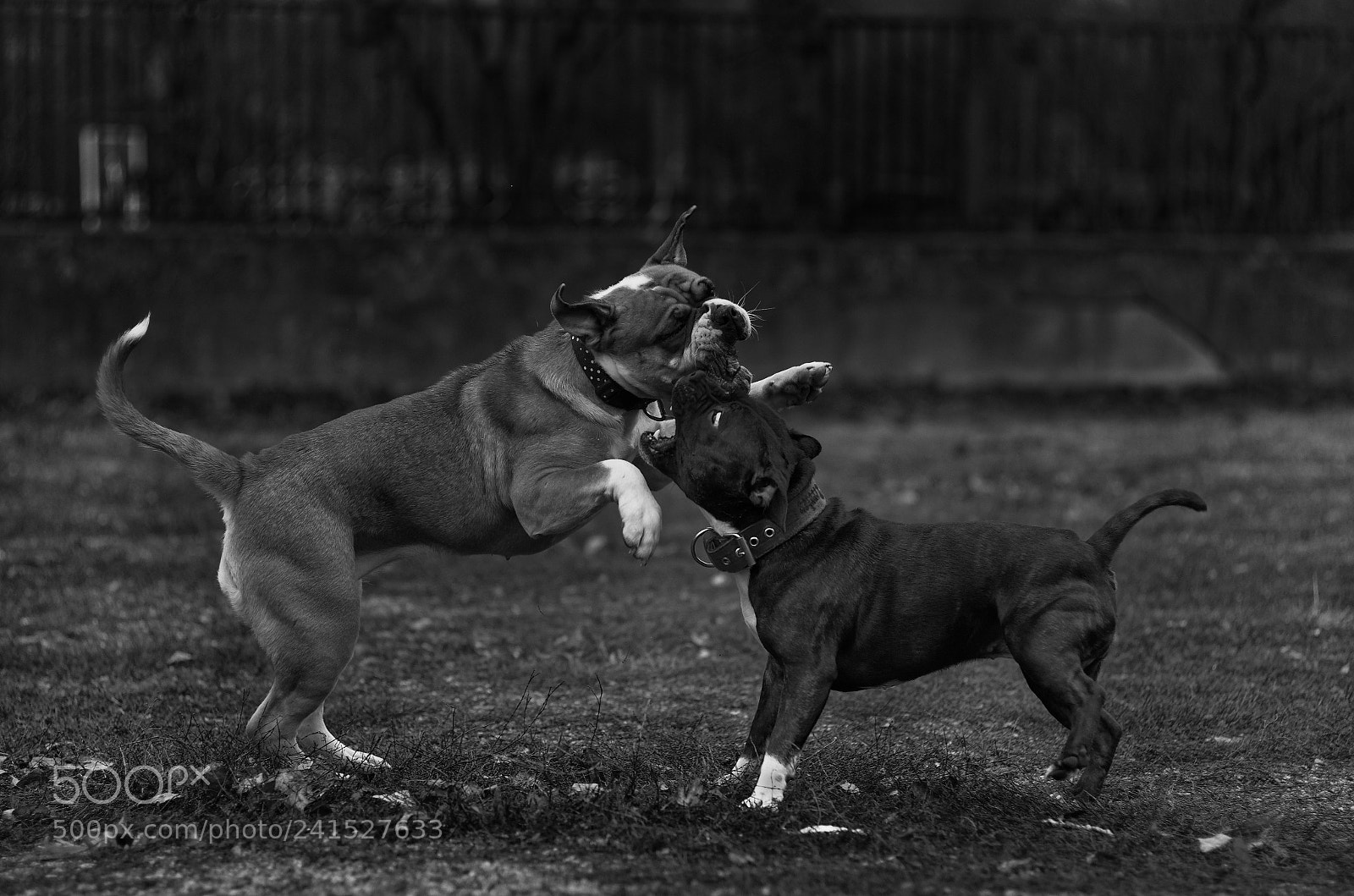 Pentax K-50 sample photo. Wrestling. photography