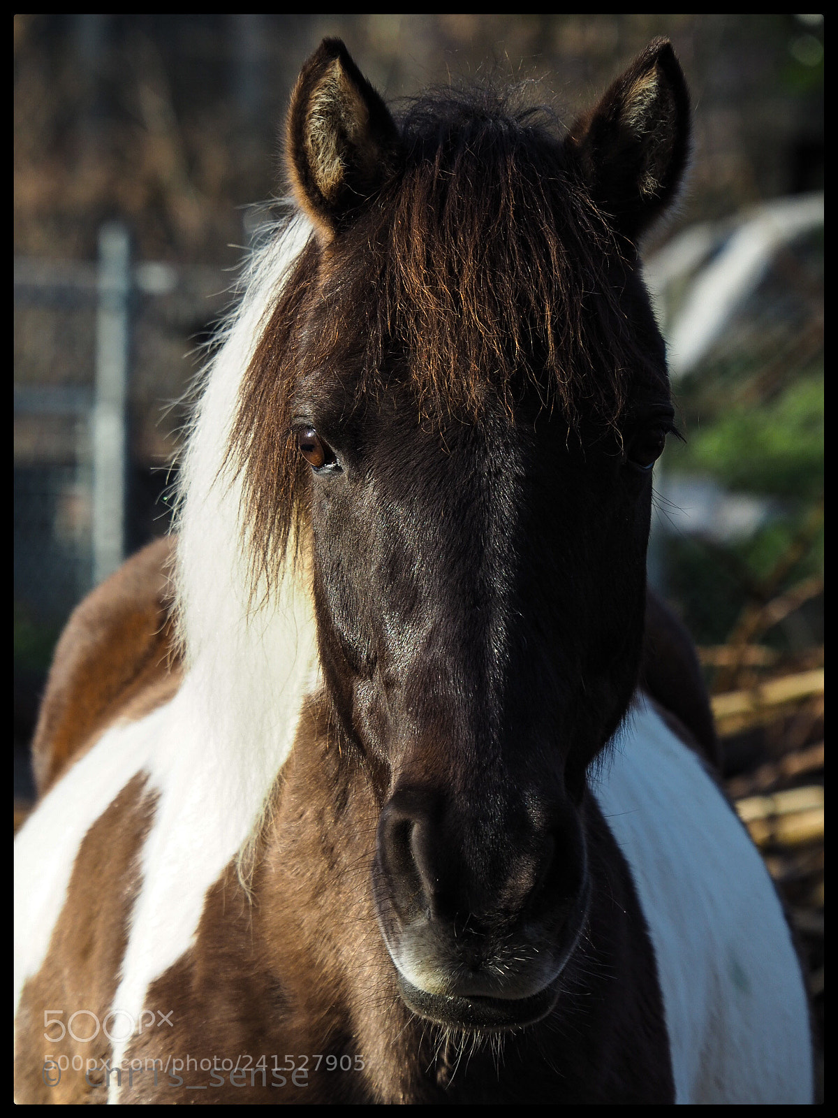 Olympus OM-D E-M5 II sample photo. Untitled photography