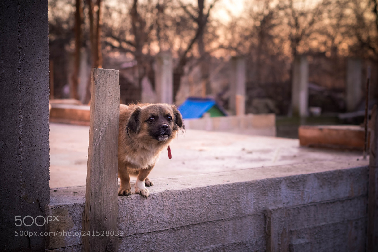 Nikon D7200 sample photo. The faithful guardian photography