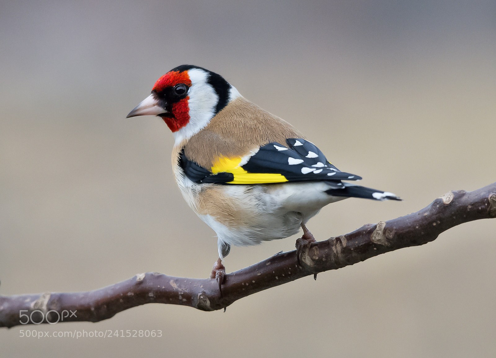 Nikon D7200 sample photo. Goldfinch photography