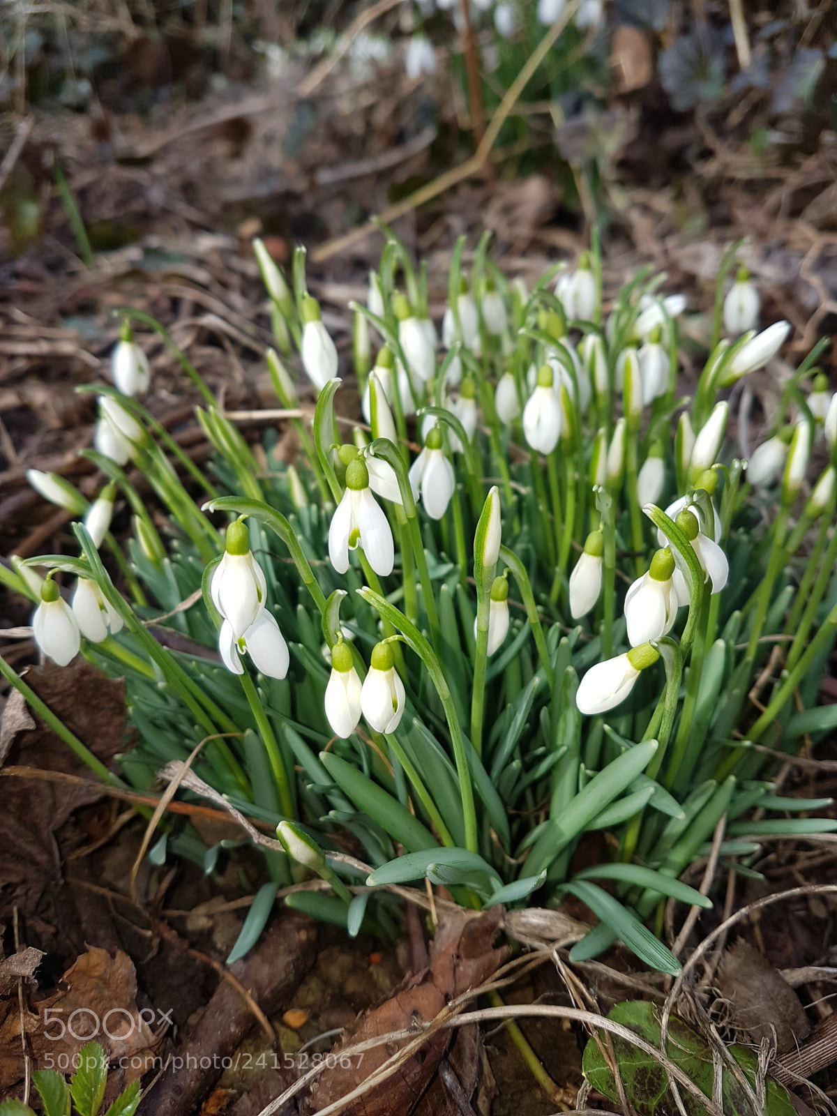 Samsung Galaxy S7 Edge sample photo. 20170226_145738.jpg photography