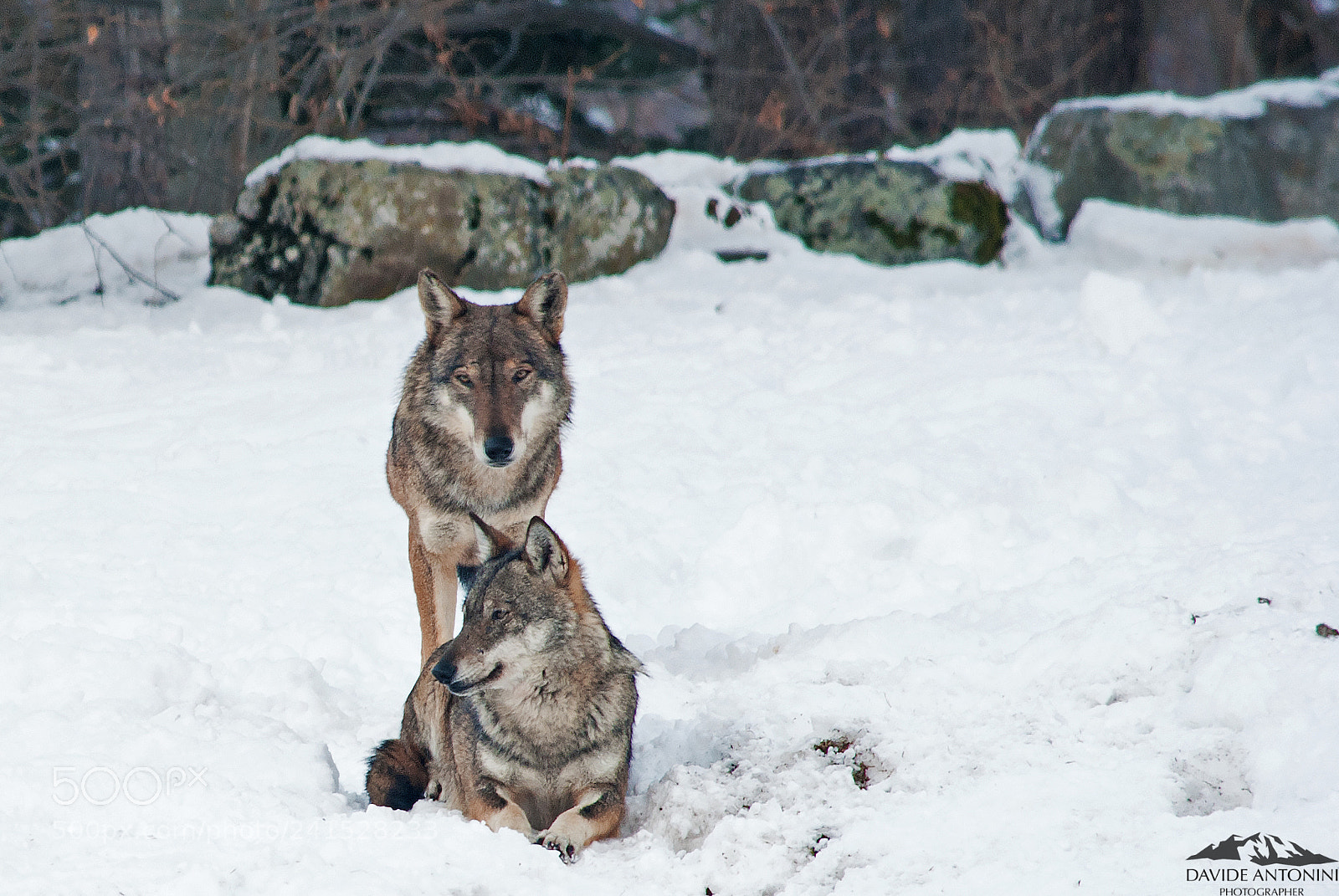 Nikon D3000 sample photo. Alpha-wolf photography