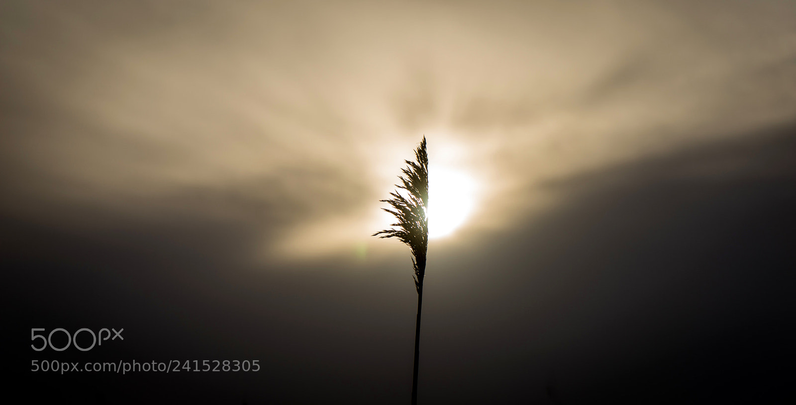 Sony a7 sample photo. Spike catching some sunlight photography
