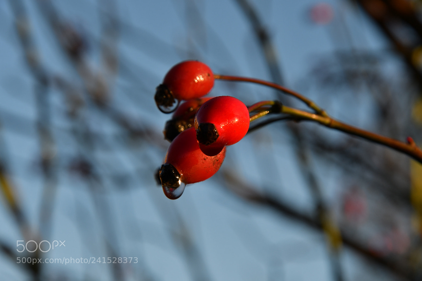 Nikon D500 sample photo. Untitled photography