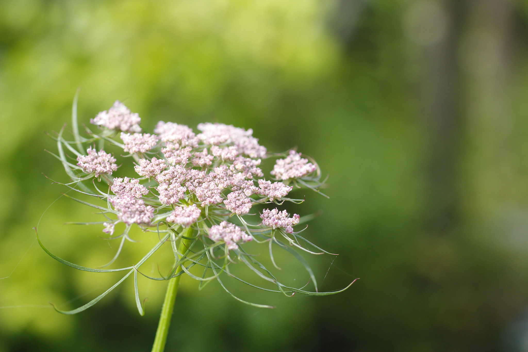 Canon EF 35-80mm f/4-5.6 sample photo. Untitled photography