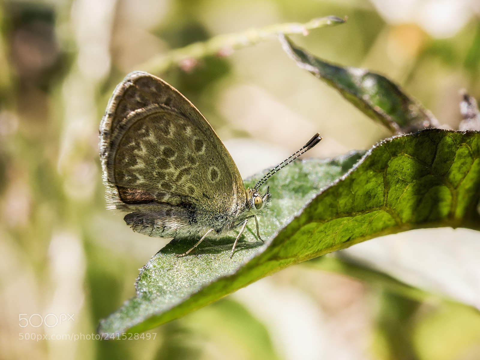 Olympus OM-D E-M5 sample photo. Common grass blue butterfly #1 photography