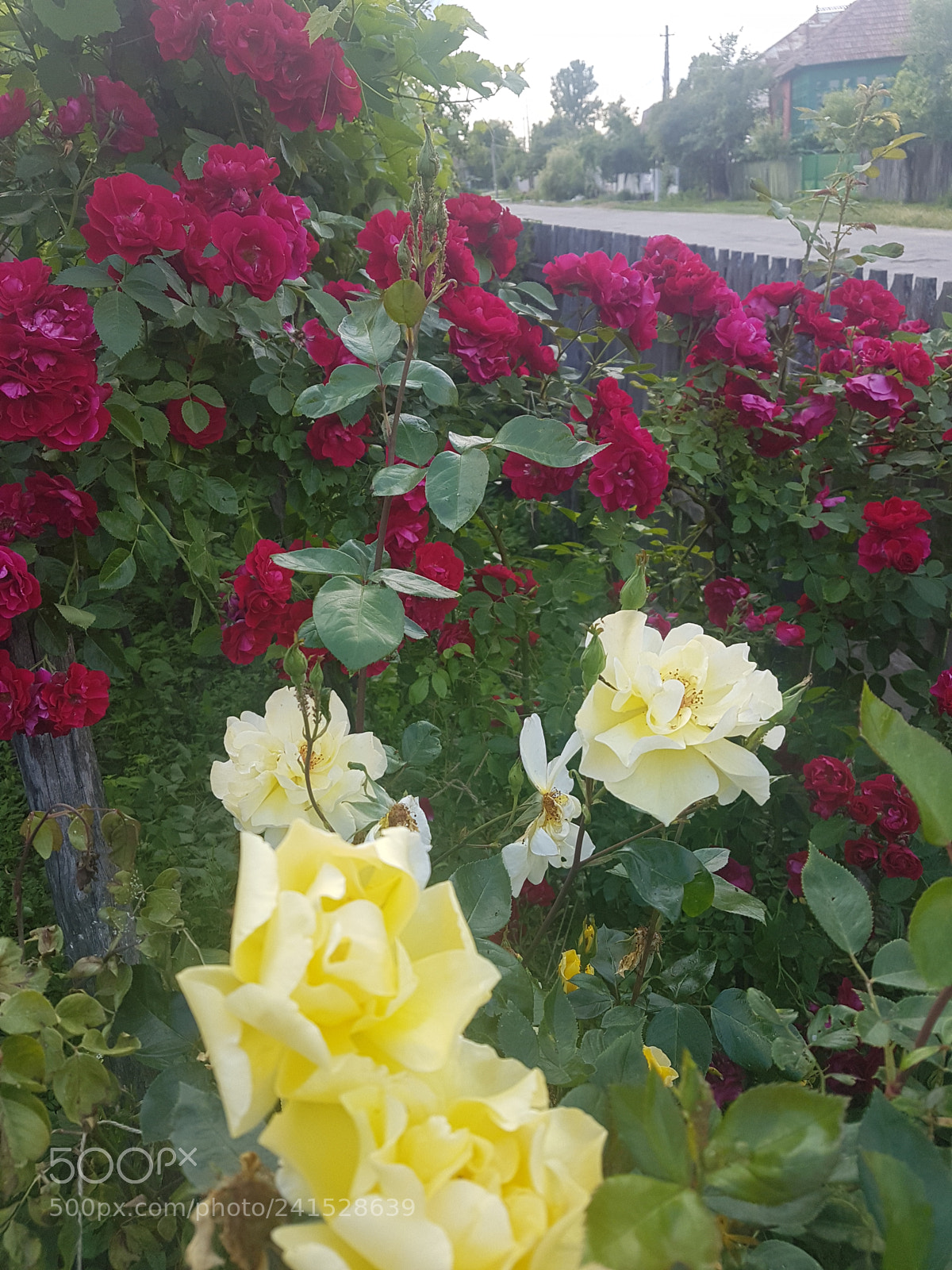 Samsung Galaxy S7 Edge sample photo. 20170603_191440.jpg photography