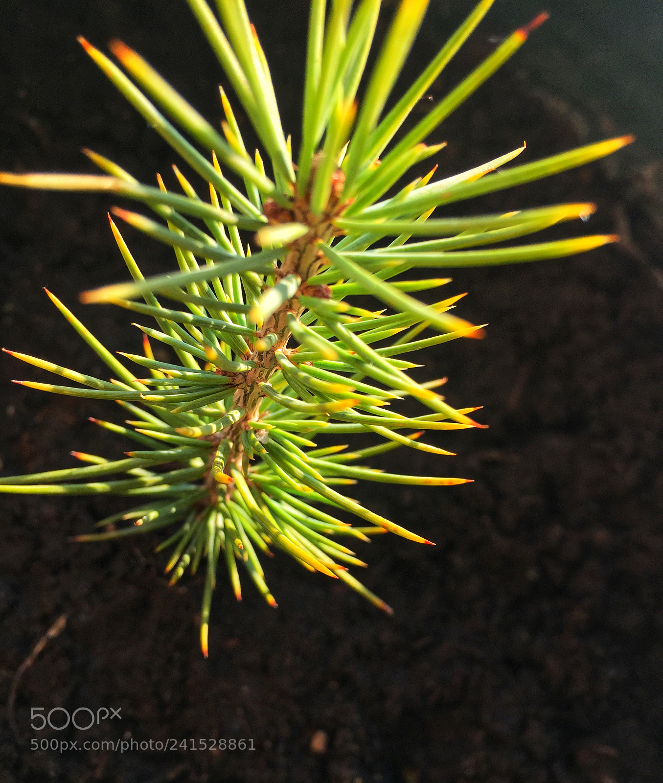 Apple iPhone 6 sample photo. Pine tree photography