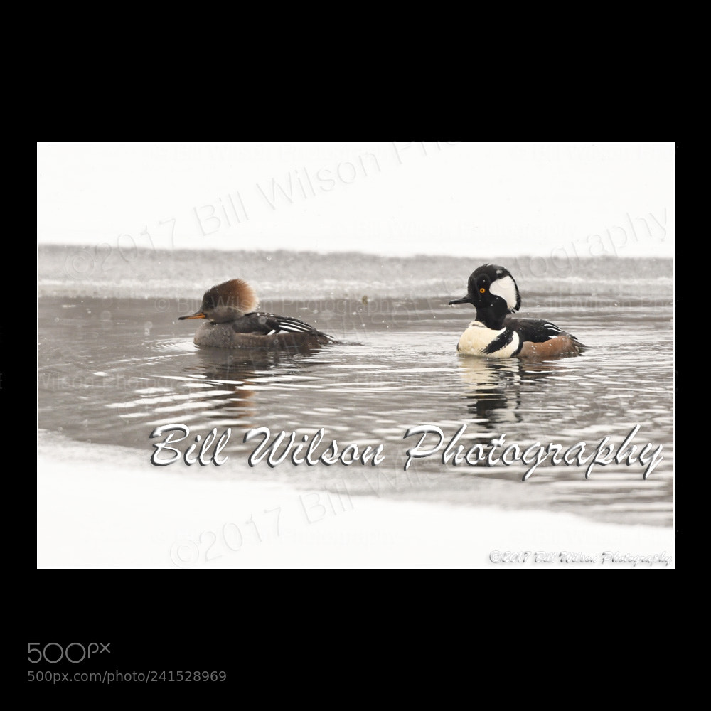 Nikon D500 sample photo. Hooded mergansers snow photography