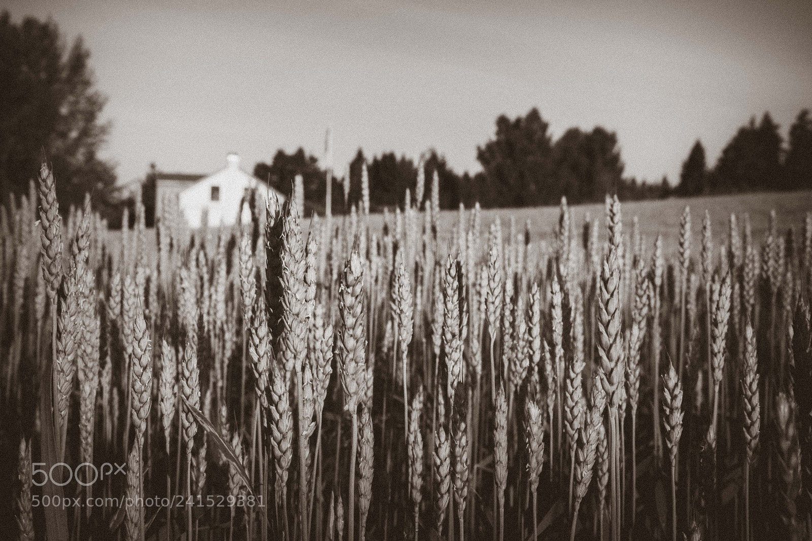 Nikon D7100 sample photo. Untitled photography