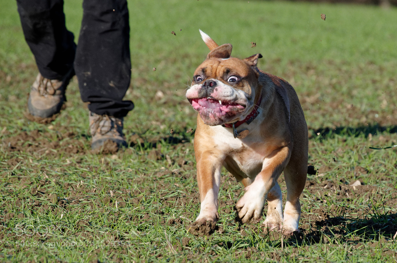 Pentax K-50 sample photo. Mad puppy. photography