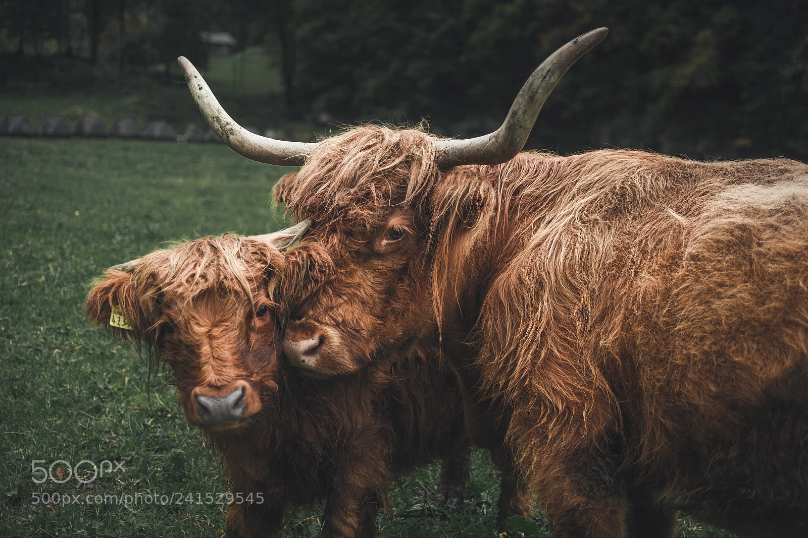 Nikon D610 sample photo. Swiss cows photography