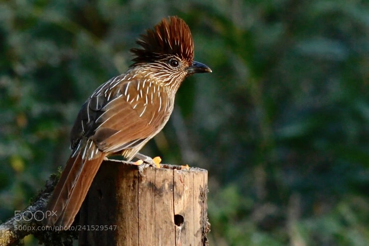 Nikon D500 sample photo. Striated laughingthrush at bhimtal photography