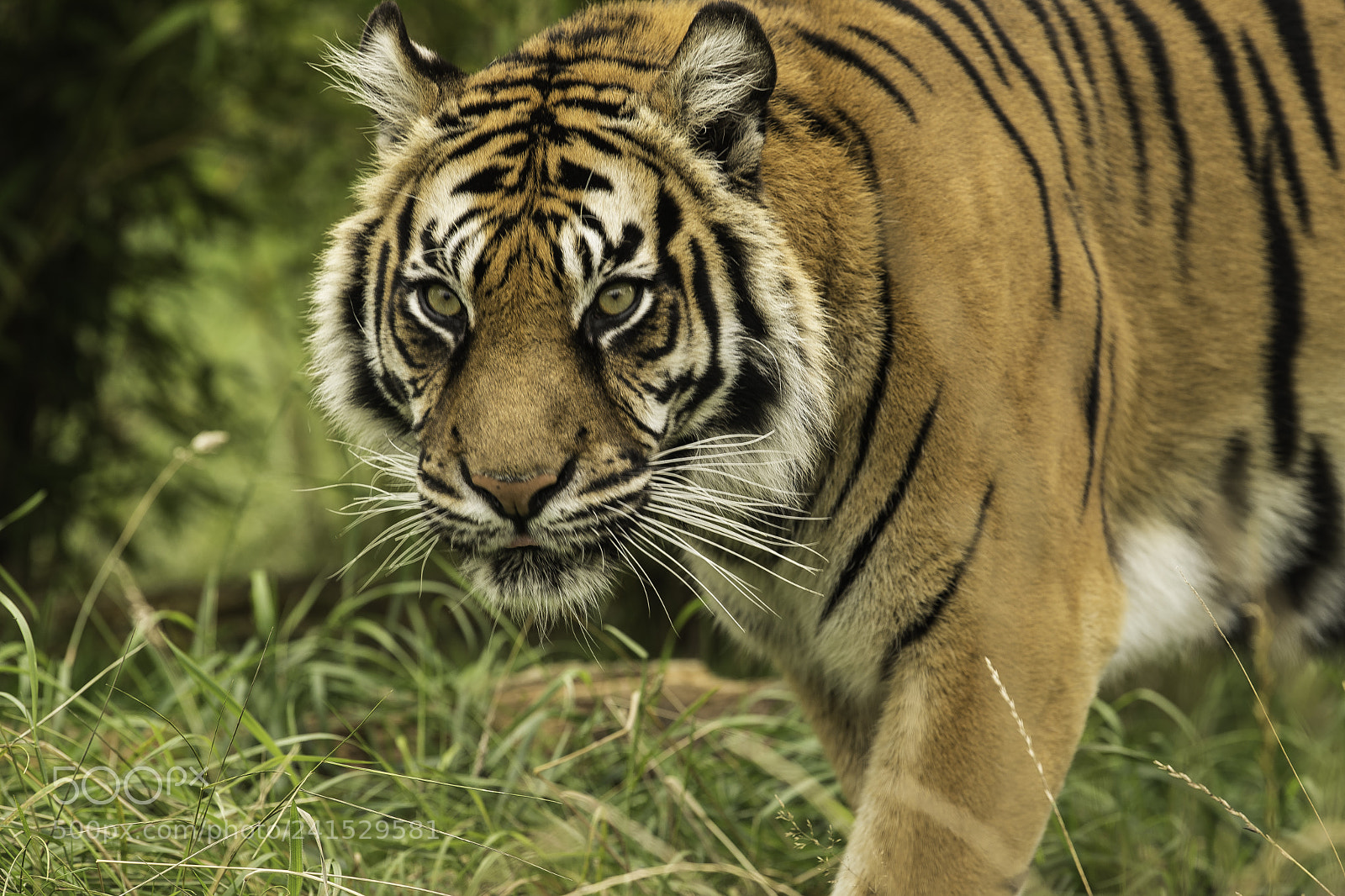Nikon D5 sample photo. Tiger series photography