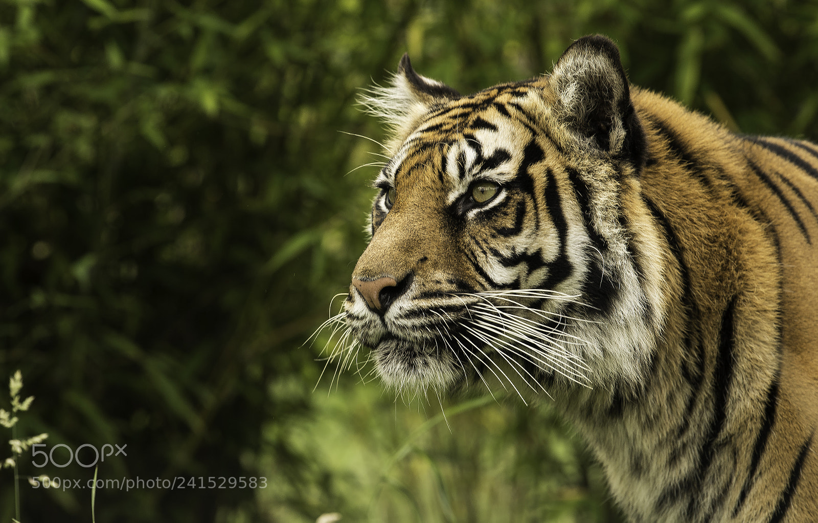 Nikon D5 sample photo. Tiger series photography