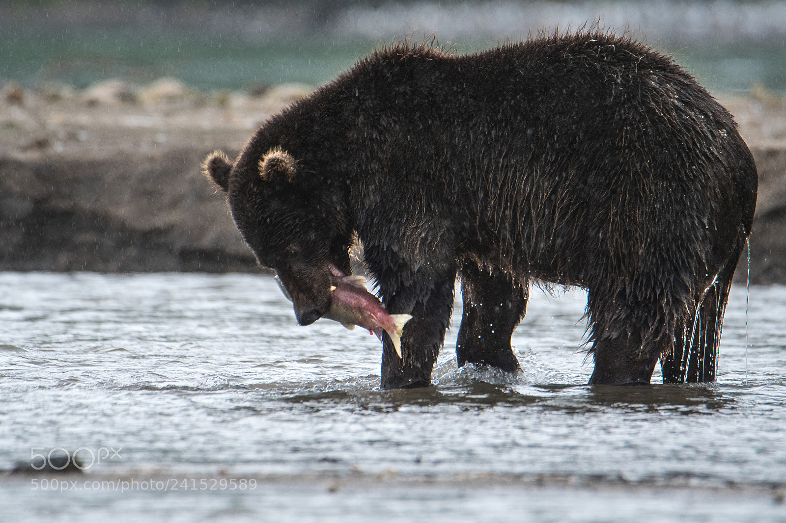 Nikon D500 sample photo. Fishing in the rain photography