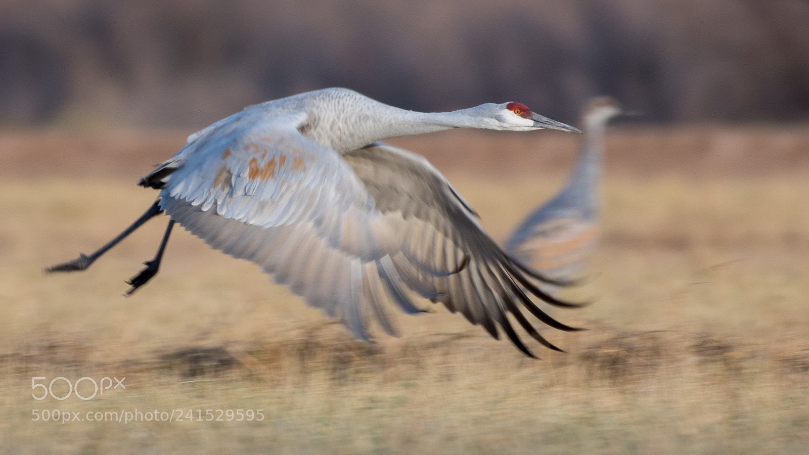 Nikon D500 sample photo. Sandhill crane taking off photography