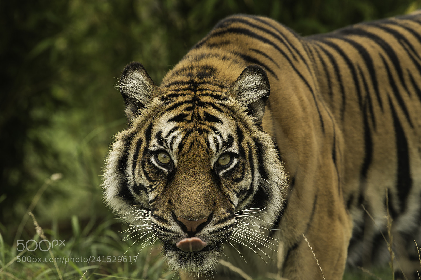Nikon D5 sample photo. Tiger series photography