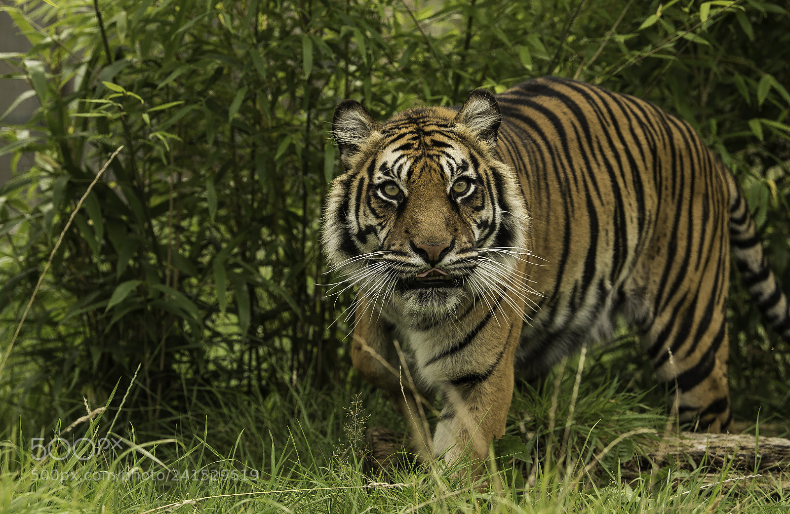 Nikon D5 sample photo. Tiger series photography