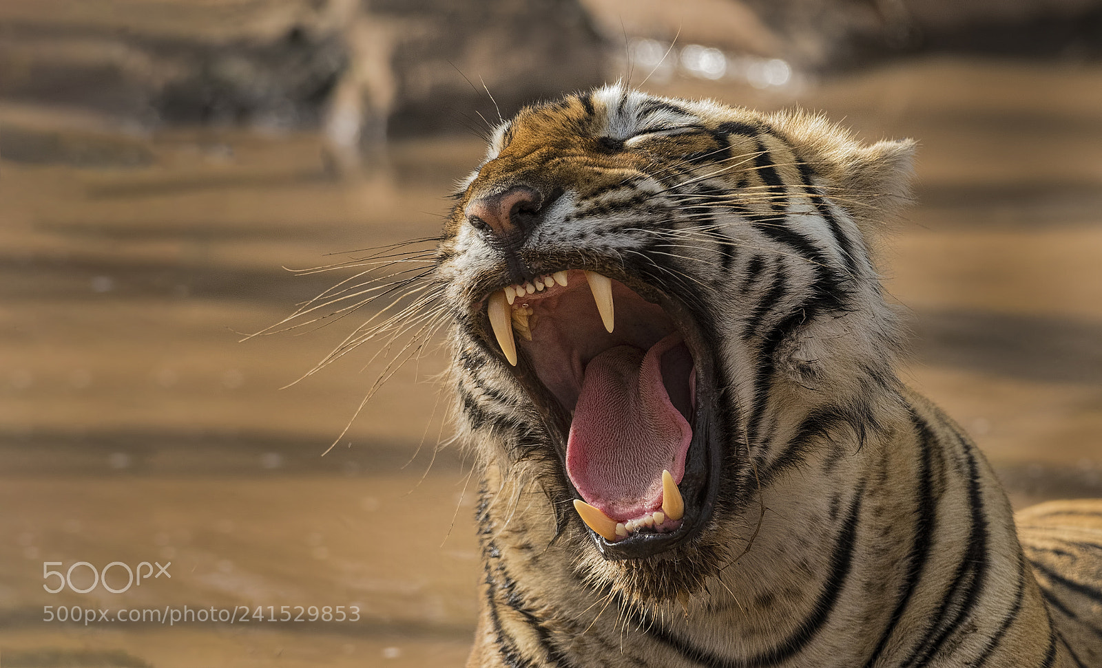 Nikon D500 sample photo. T-84-arrowhead photography
