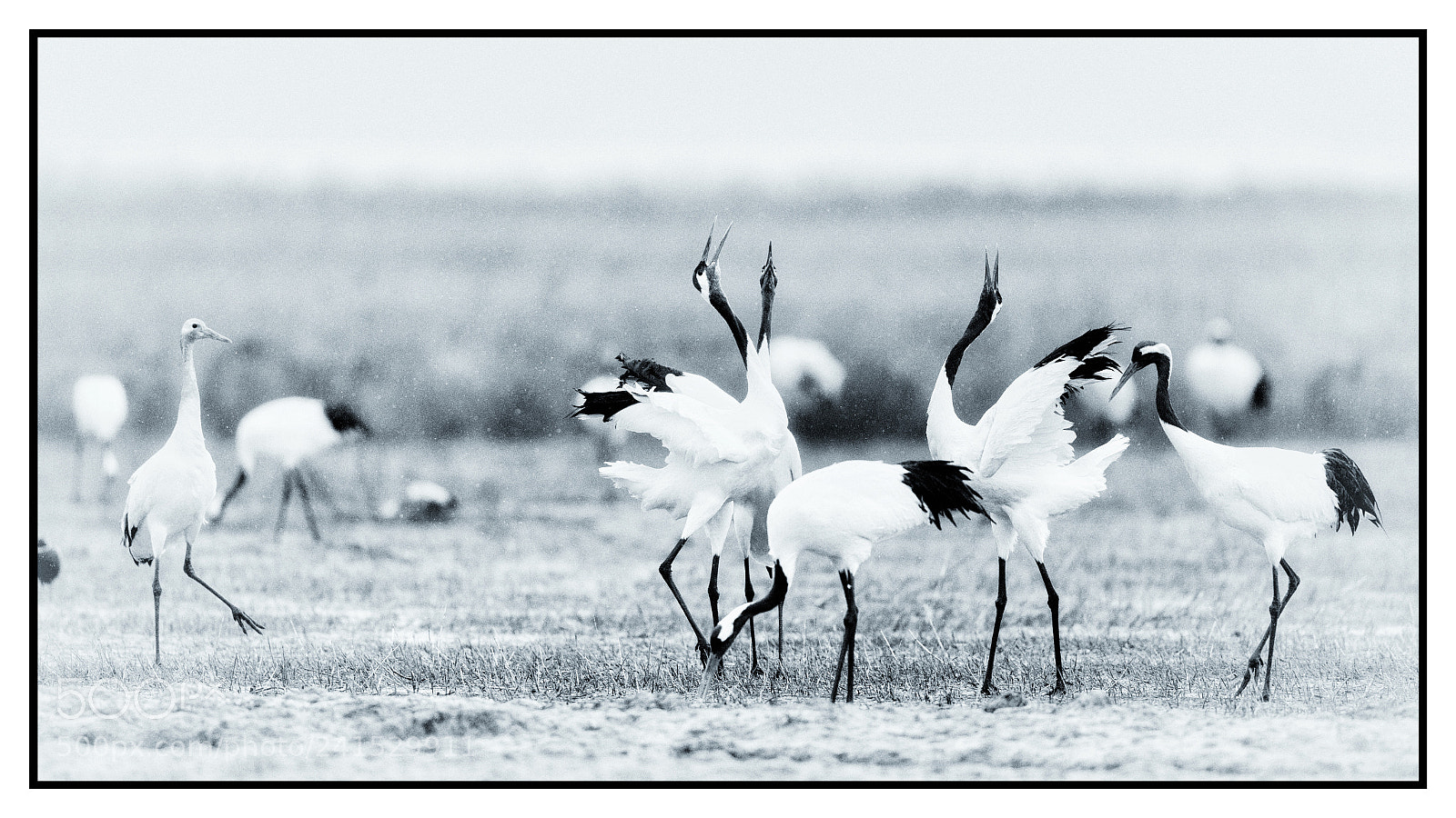 Canon EOS-1D X Mark II sample photo. Untitled photography