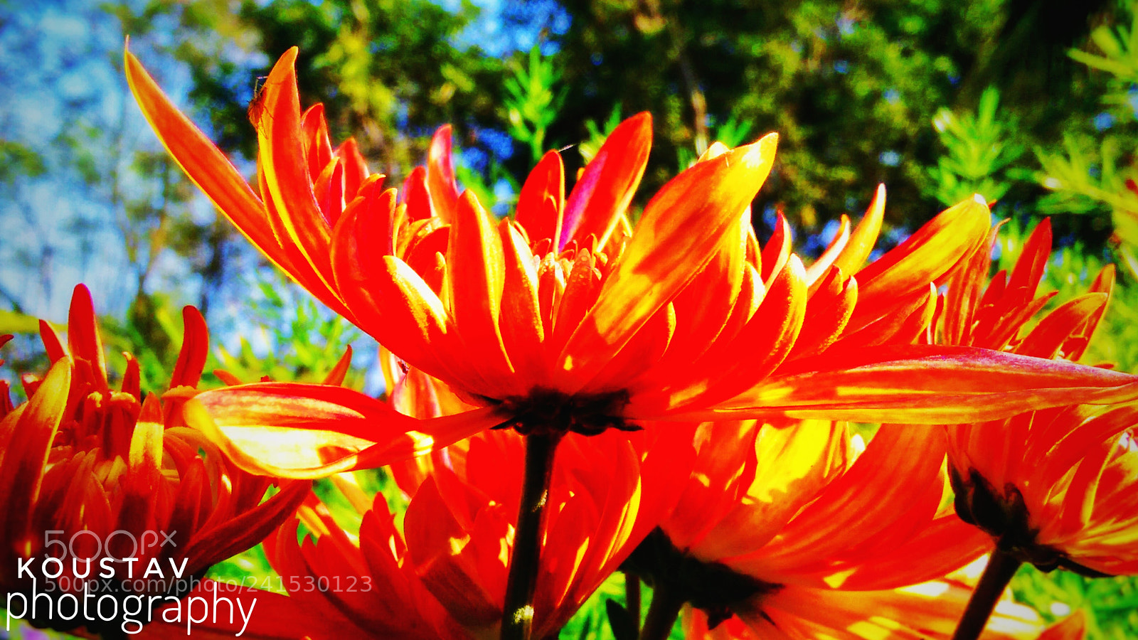 OPPO A33f sample photo. Untitled photography