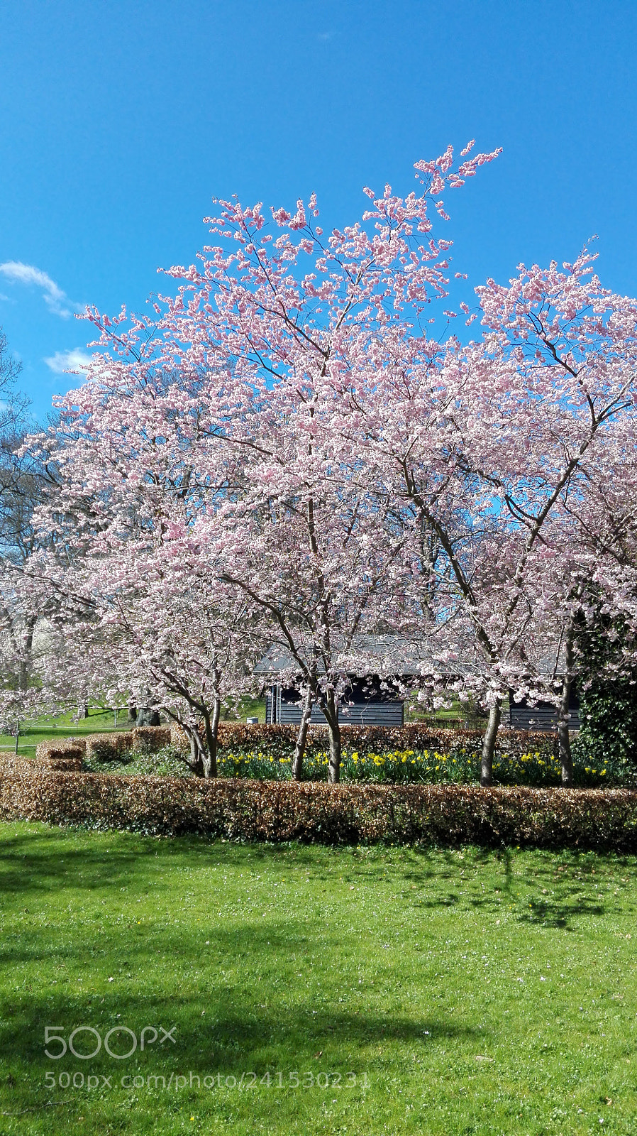 HUAWEI P8 Lite sample photo. Blossom photography