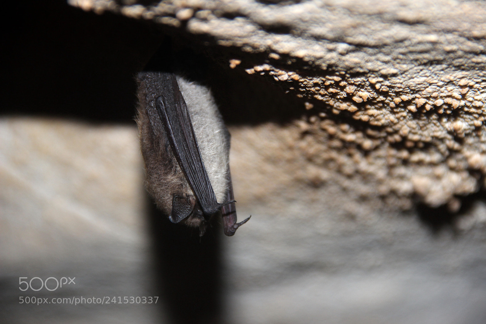 Canon EF-S 18-135mm F3.5-5.6 IS sample photo. Sleeping bat photography