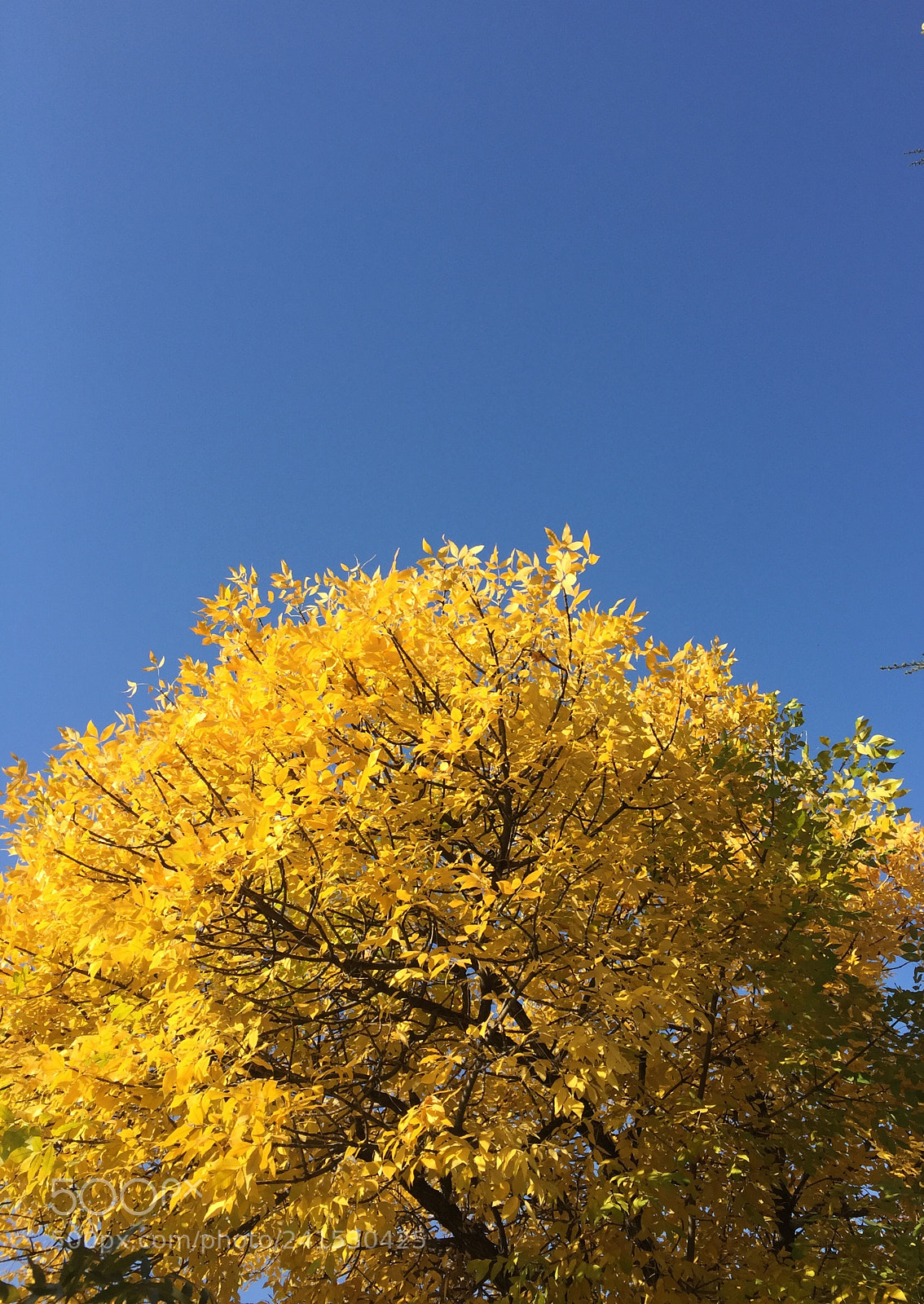 Apple iPhone 6 sample photo. Untitled photography