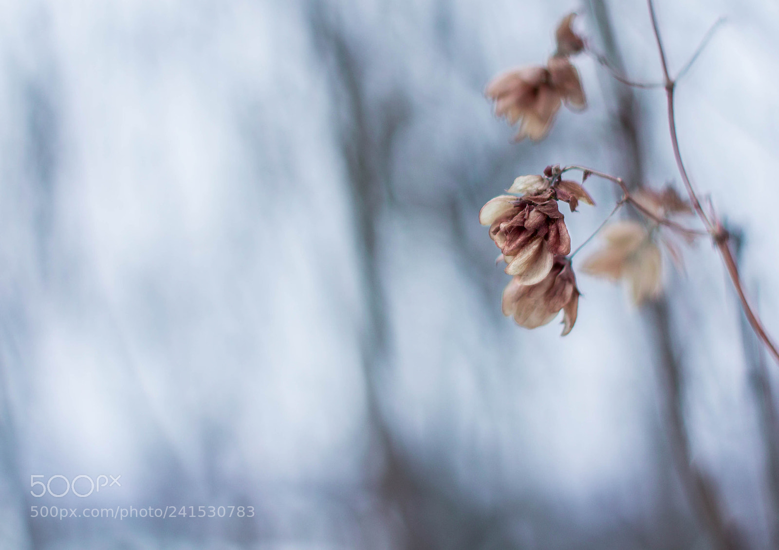 Nikon D3100 sample photo. Холод photography