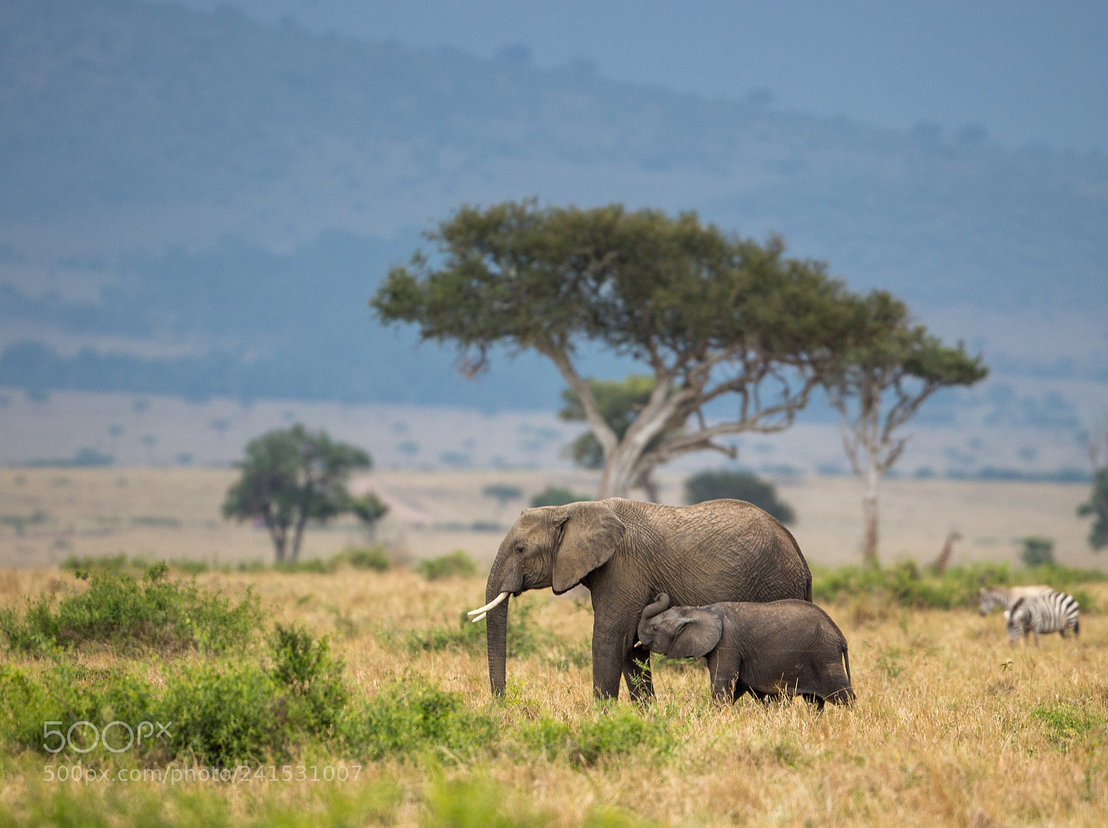 Canon EOS-1D X sample photo. Suckle tusker photography