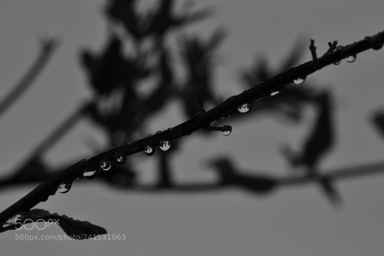 Nikon D3100 sample photo. Xxvii photography