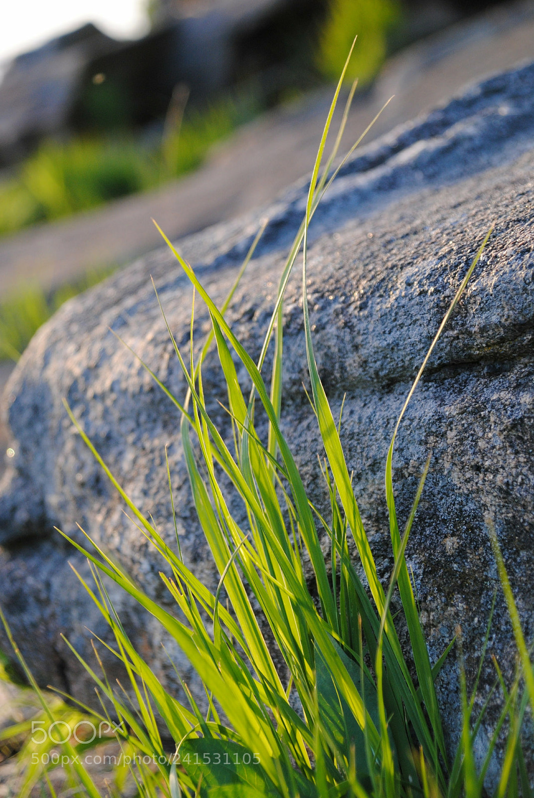Nikon D3000 sample photo. Summer photography