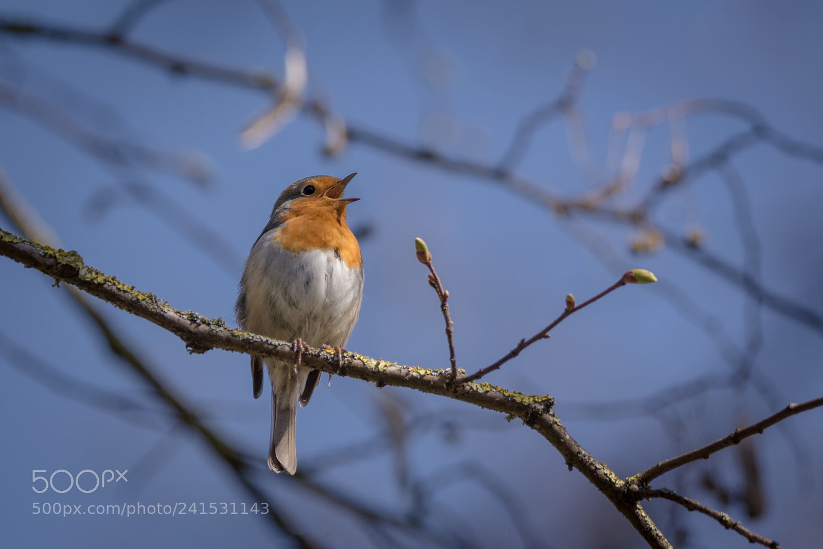 Nikon D7100 sample photo. Robin on a tree photography