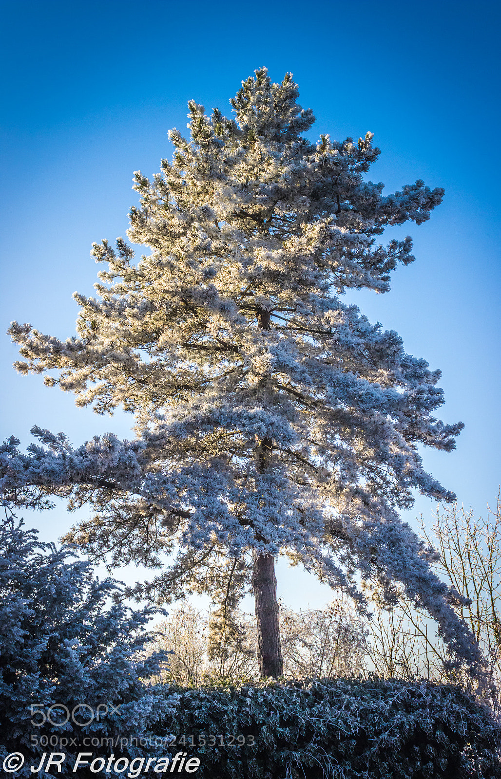 Canon EOS 600D (Rebel EOS T3i / EOS Kiss X5) sample photo. Frozen marksburg tree photography